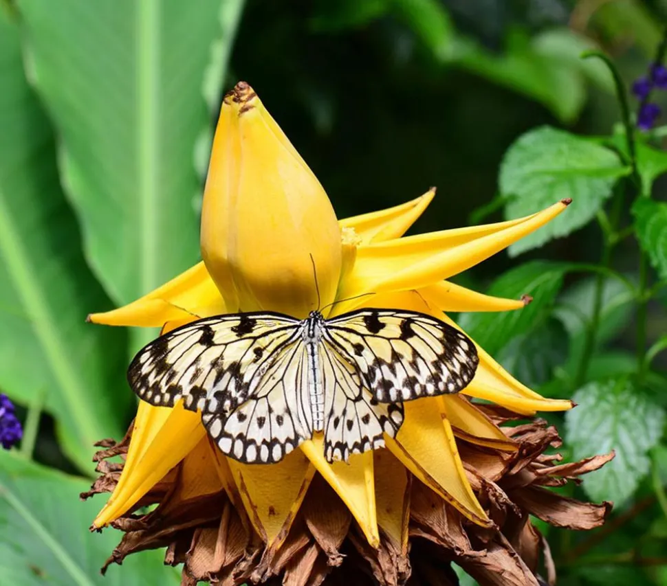 Goldene Lotusbanane - Musella lasiocarpa