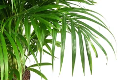 Goldfruchtpalme - Dypsis lutescens, Hydrokultur