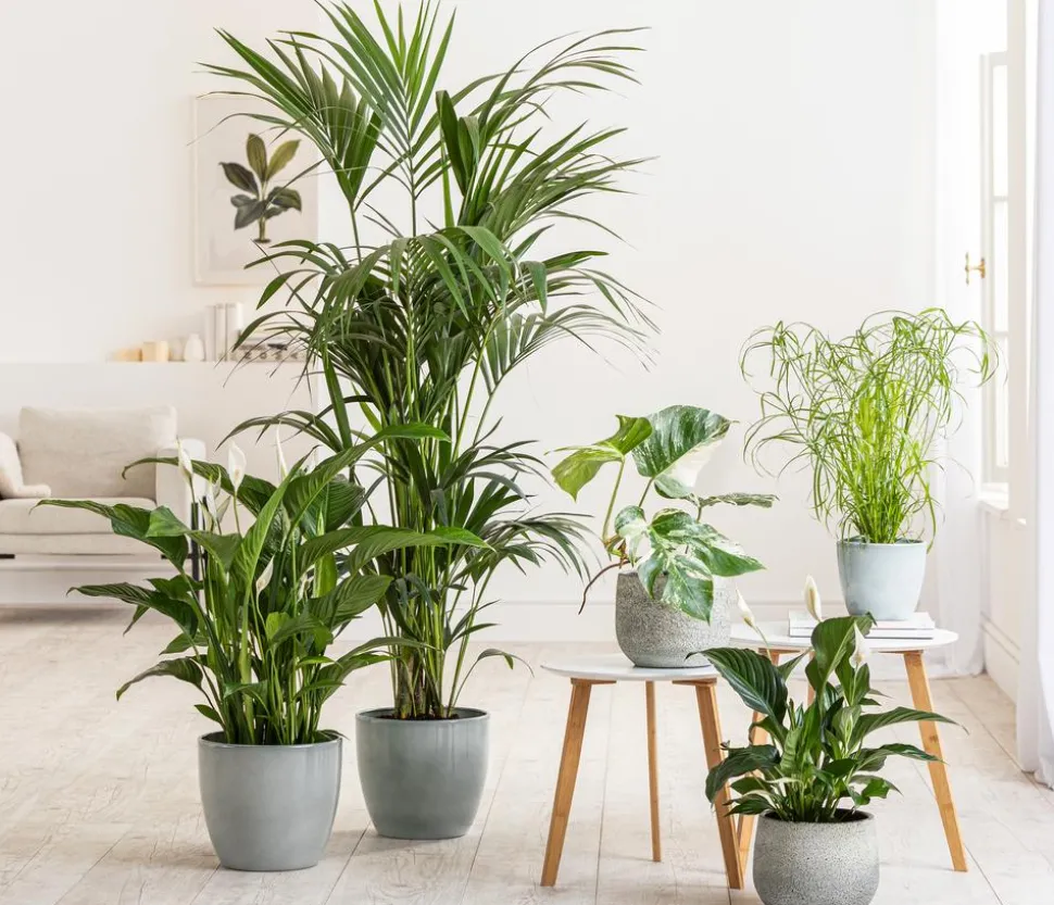 Goldfruchtpalme - Dypsis lutescens