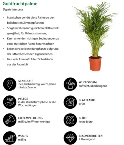 Goldfruchtpalme - Dypsis lutescens