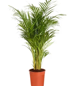 Goldfruchtpalme - Dypsis lutescens