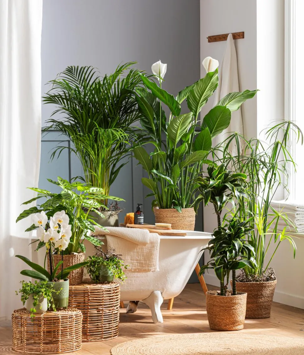 Goldfruchtpalme - Dypsis lutescens