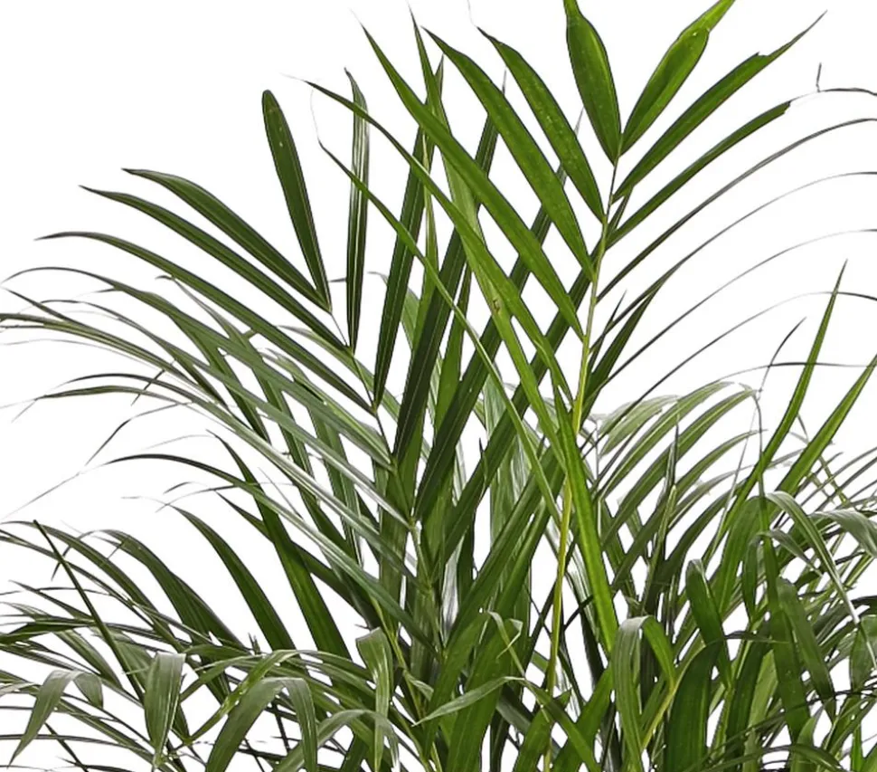 Goldfruchtpalme - Dypsis lutescens
