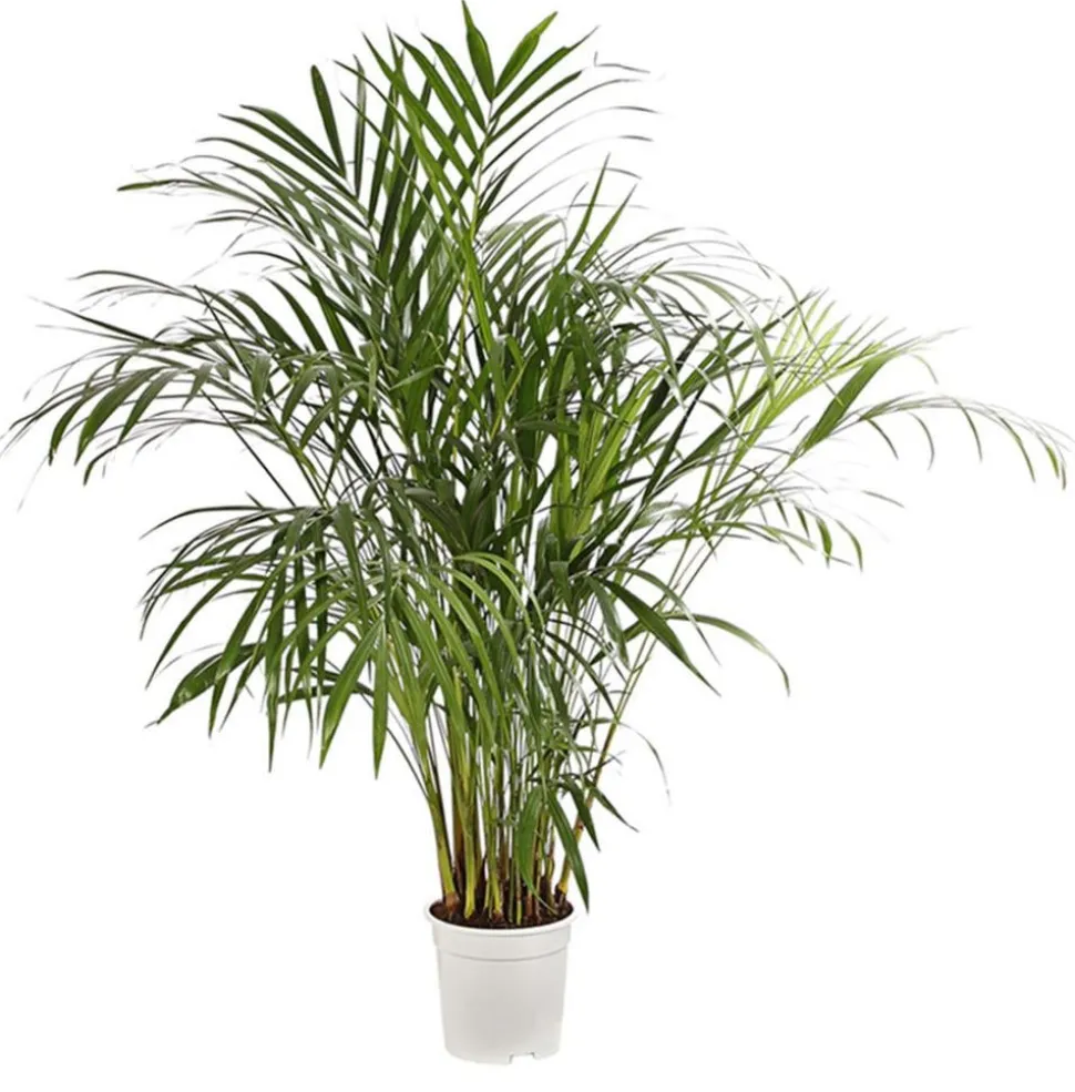 Goldfruchtpalme - Dypsis lutescens