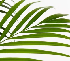 Goldfruchtpalme - Dypsis lutescens