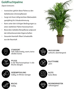 Goldfruchtpalme - Dypsis lutescens