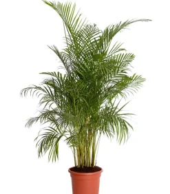 Goldfruchtpalme - Dypsis lutescens