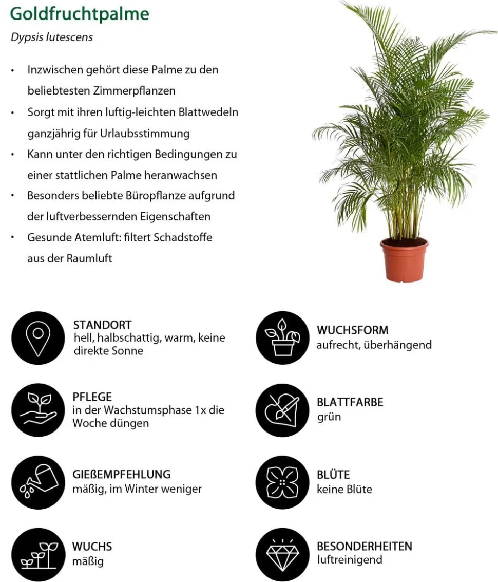 Goldfruchtpalme - Dypsis lutescens