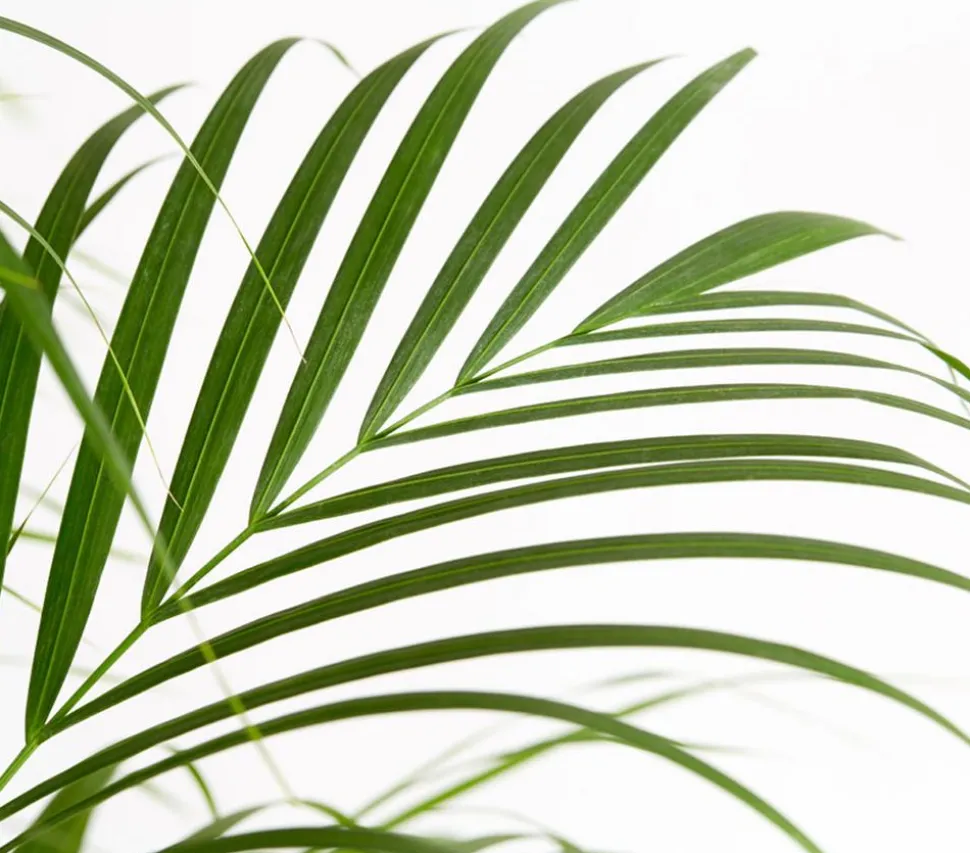Goldfruchtpalme - Dypsis lutescens