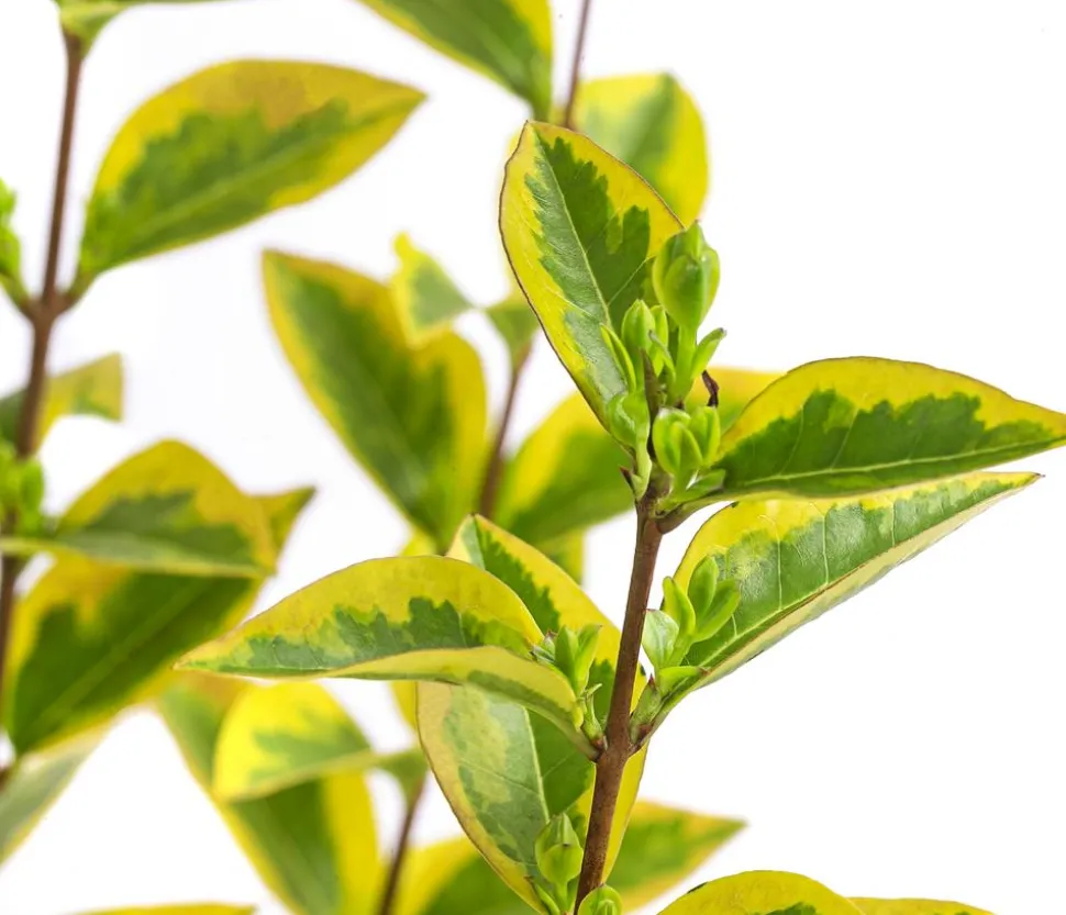 Gold-Liguster 'Aureum'
