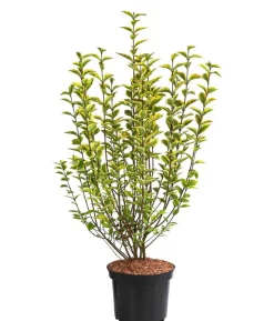 Gold-Liguster 'Aureum'