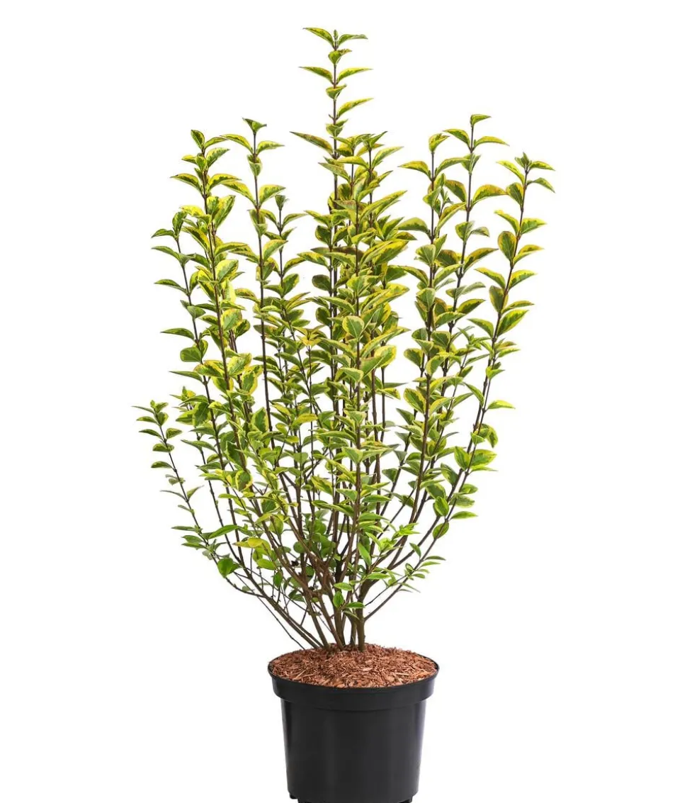 Gold-Liguster 'Aureum'