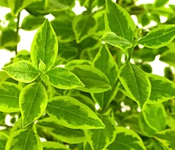 Gold-Liguster 'Aureum'