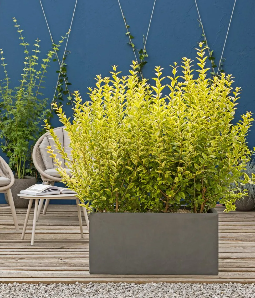 Gold-Liguster 'Aureum'