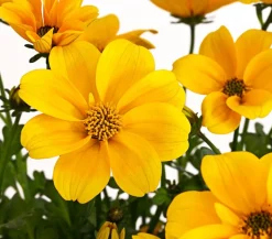 Goldmarie 'Golden Empire'
