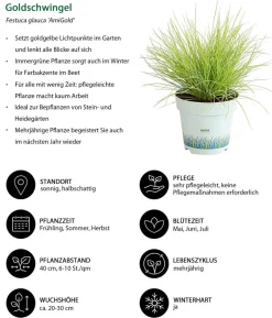 Goldschwingel 'Amigold'