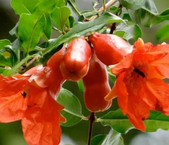 Granatapfel