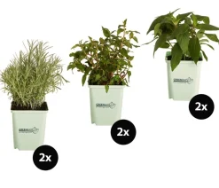 GREENBAR® Exoten-Set, 6-teilig