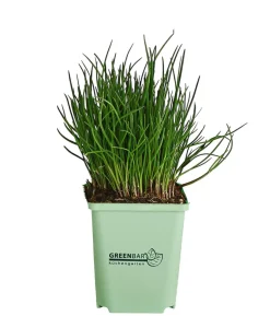 GREENBAR® Schnittlauch