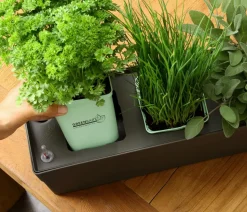 GREENBAR® Zitronenverbene