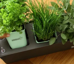 GREENBAR® Basilikum