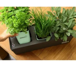 GREENBAR® Kräuterkasten, ca. B48/H15,5/T16 cm