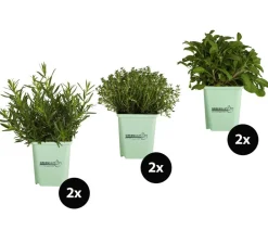 GREENBAR® Kräuter-Set Französische Küche, 6-teilig