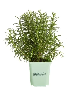 GREENBAR® Rosmarin, stehend