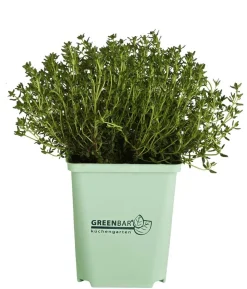 GREENBAR® Thymian