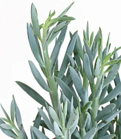 Greiskraut - Senecio talinoides 'Aquarine Mount Everest®'