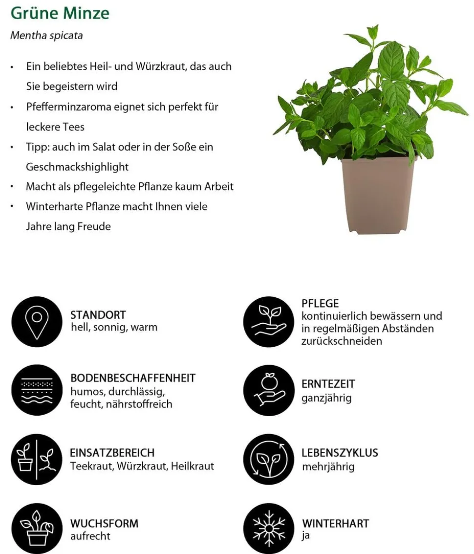 Grüne Minze