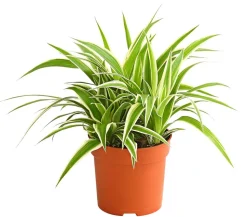 Grünlilie - Chlorophytum comosum 'Ocean'