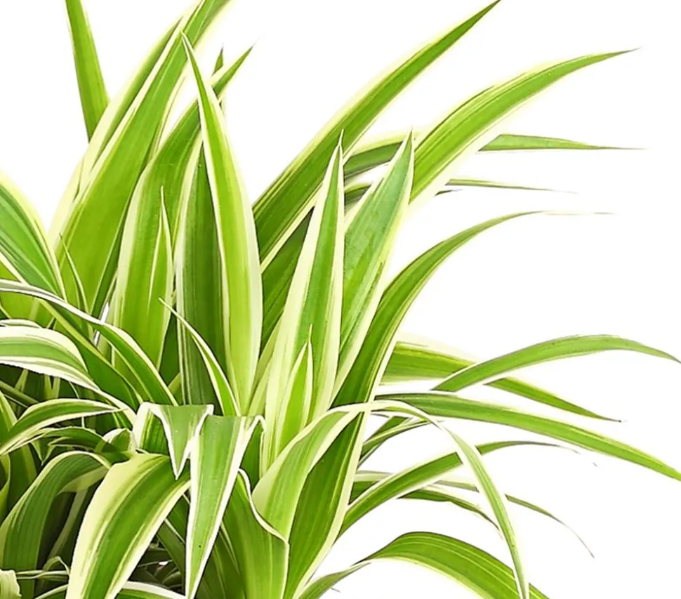 Grünlilie - Chlorophytum comosum 'Ocean'