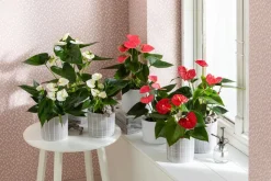 Große Flamingoblume - Anthurium andreanum, rosa
