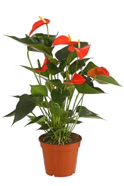 Große Flamingoblume - Anthurium andreanum, orange