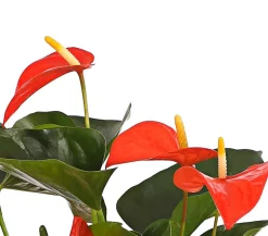 Große Flamingoblume - Anthurium andreanum, orange