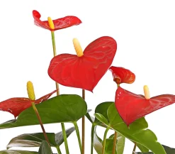 Große Flamingoblume - Anthurium andreanum, rot