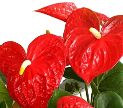 Große Flamingoblume - Anthurium andreanum, rot