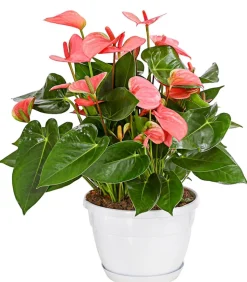 Große Flamingoblume - Anthurium andreanum, rosa