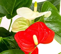 Große Flamingoblume - Anthurium andreanum 'Frankonien'