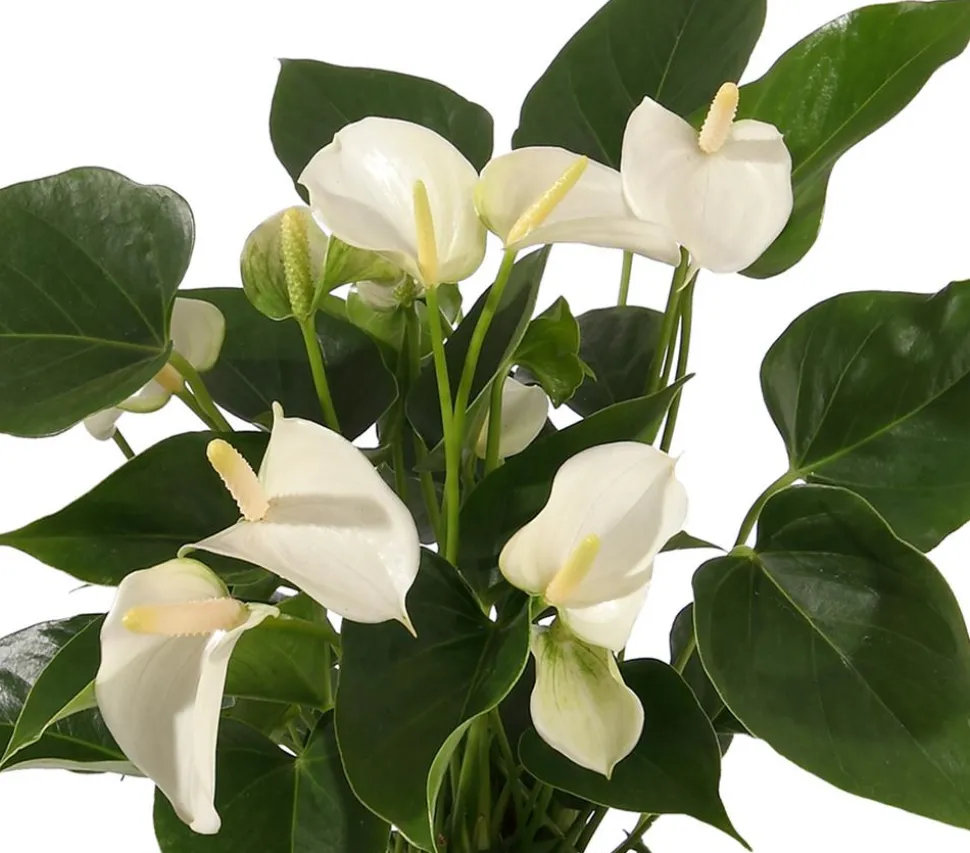 Große Flamingoblume - Anthurium andreanum, weiß