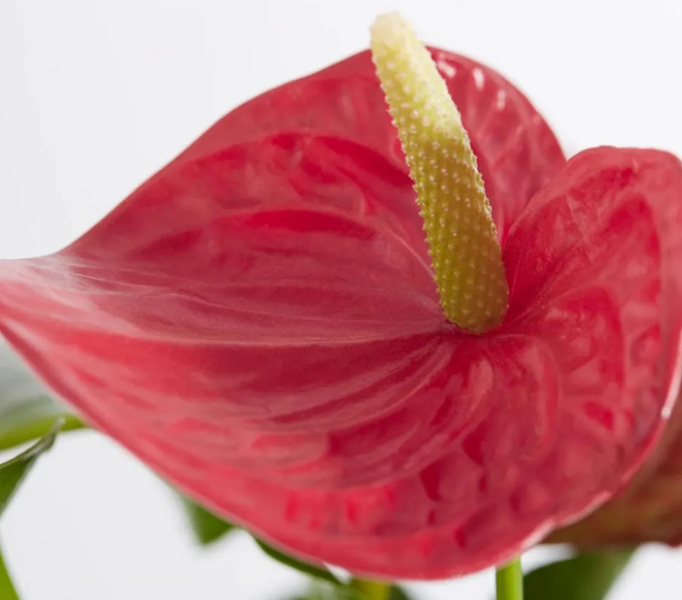 Große Flamingoblume - Anthurium andreanum, rot
