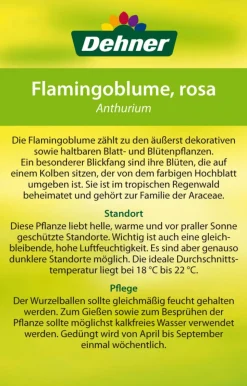 Große Flamingoblume - Anthurium andreanum 'Sweet Lips'