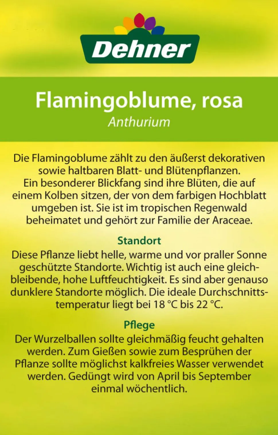 Große Flamingoblume - Anthurium andreanum 'Sweet Lips'