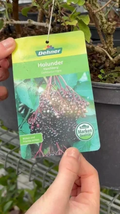 Großfruchtiger Holunder 'Haschberg'
