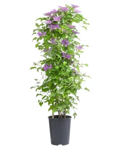 Guernsey Waldrebe - Clematis 'Bridgewater'