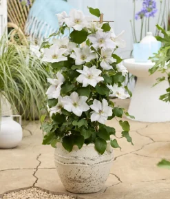 Guernsey Waldrebe - Clematis 'Guernsey Flute'