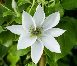 Guernsey Waldrebe - Clematis 'Guernsey Flute'