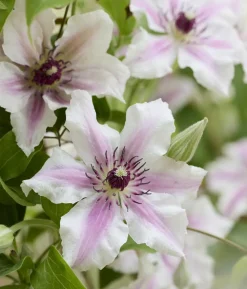 Guernsey Waldrebe - Clematis 'Ithemba'