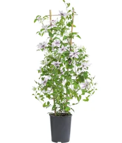 Guernsey Waldrebe - Clematis 'Ithemba'